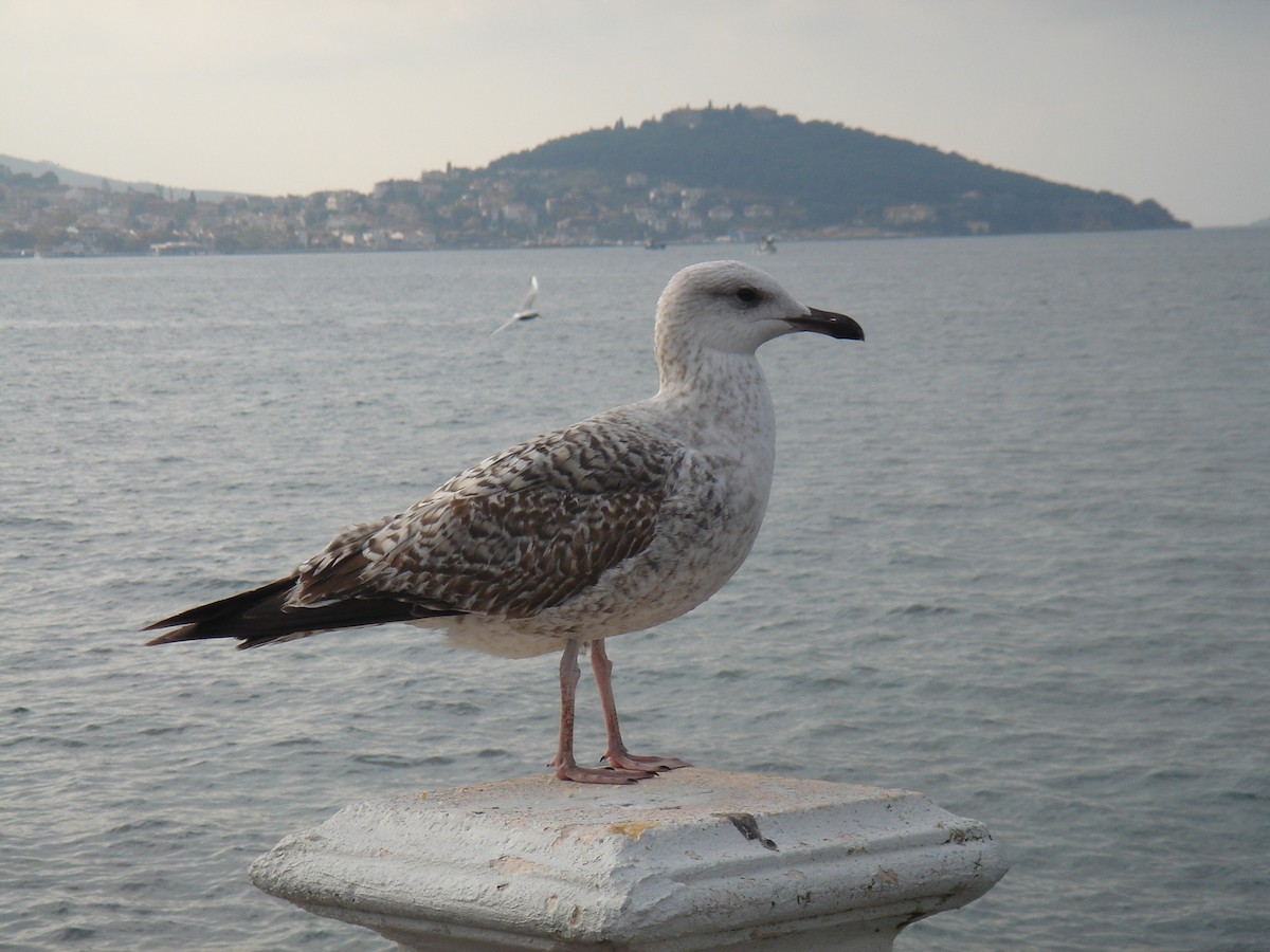 Yellow-legged Gull (michahellis) - ML393160991
