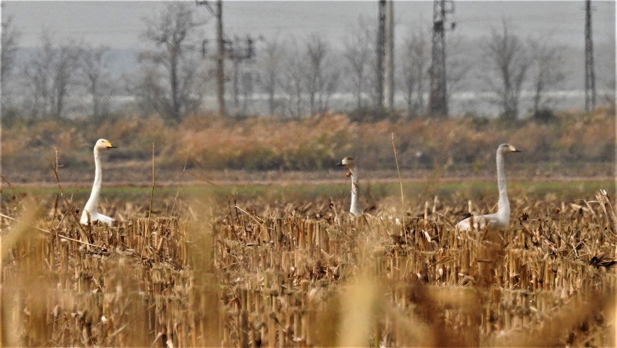 Whooper Swan - ML393161441