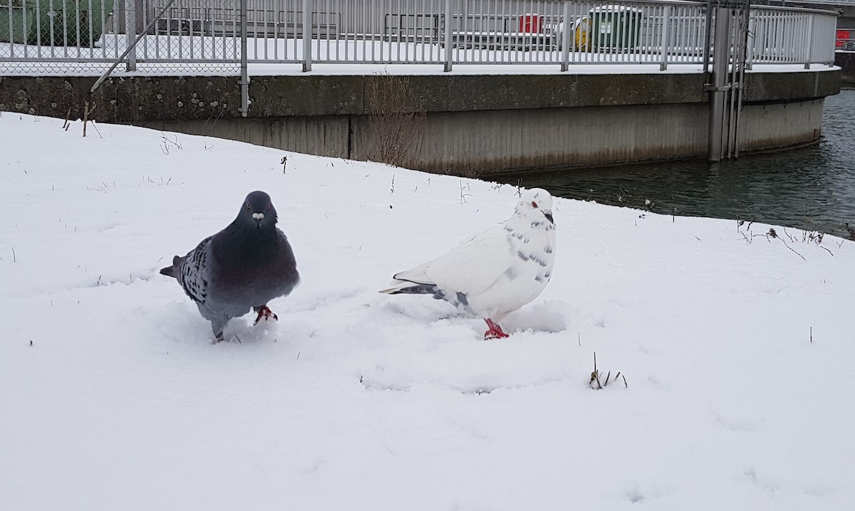 Rock Pigeon (Feral Pigeon) - ML393162081