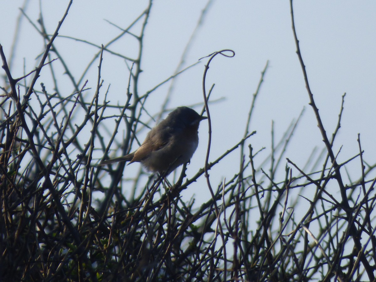 Eastern Subalpine Warbler - R Gardner