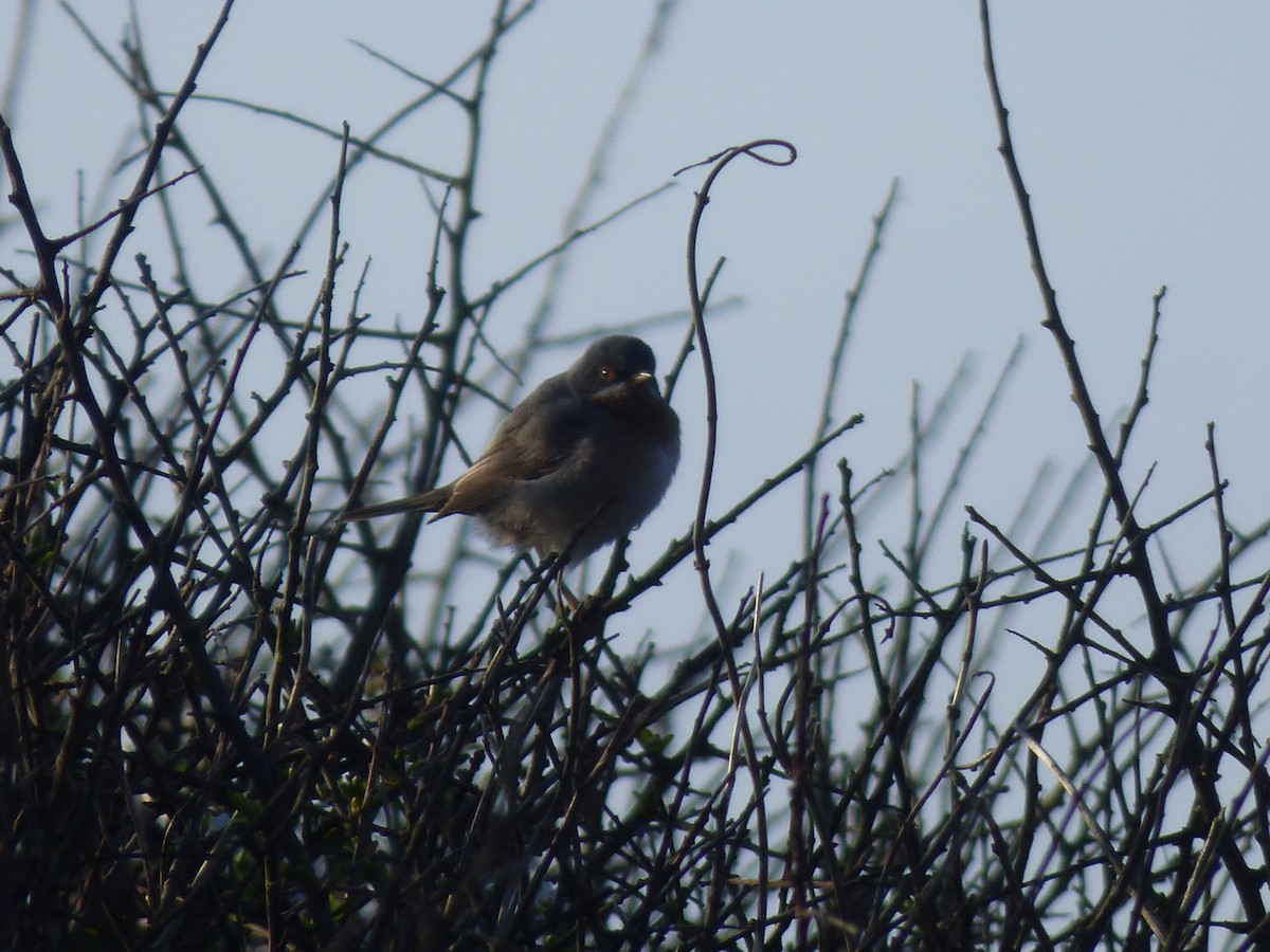 Eastern Subalpine Warbler - R Gardner