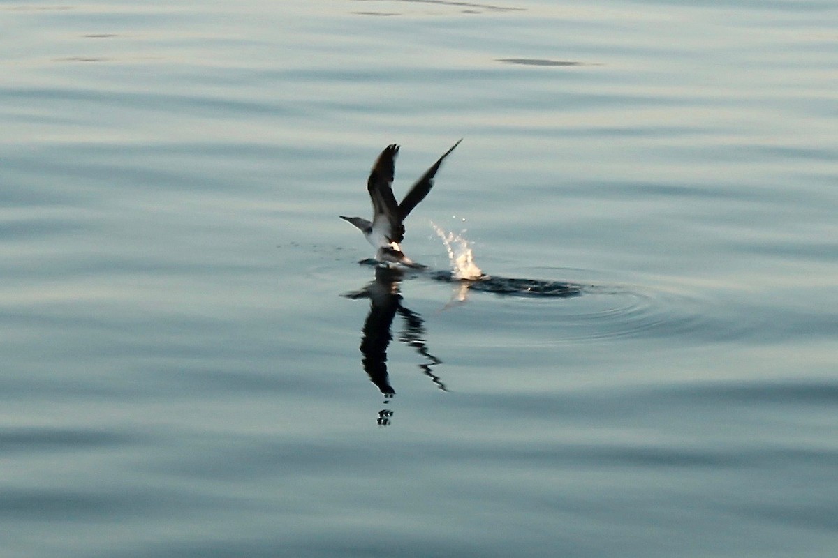 Nazca Booby - ML39316271