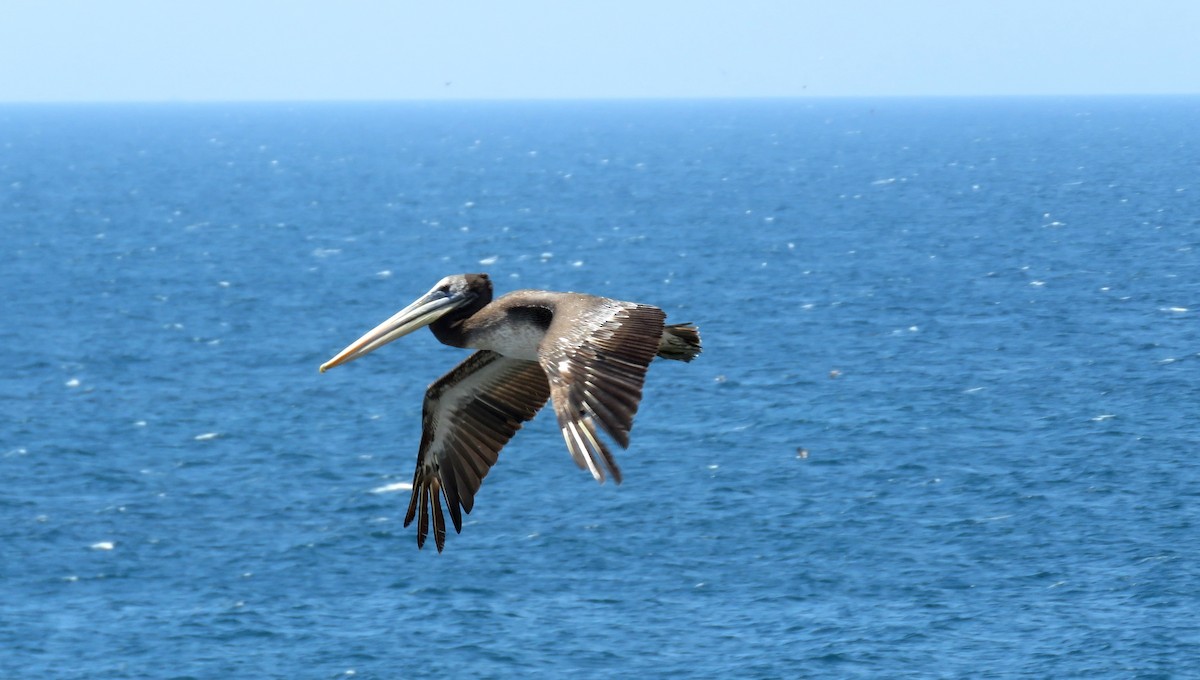 pelikán hnědý - ML393162801