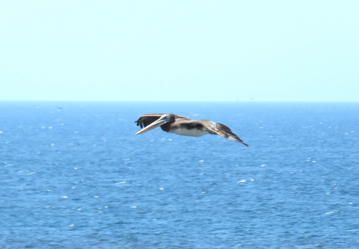 Brown Pelican - Fernando Angulo - CORBIDI