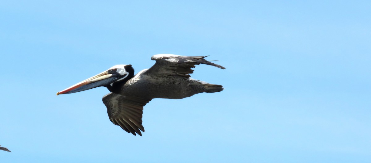 Brown Pelican - ML393162841