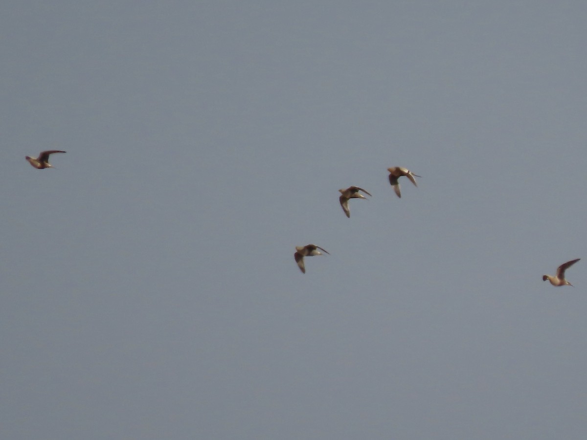 Chestnut-bellied Sandgrouse - ML393164211