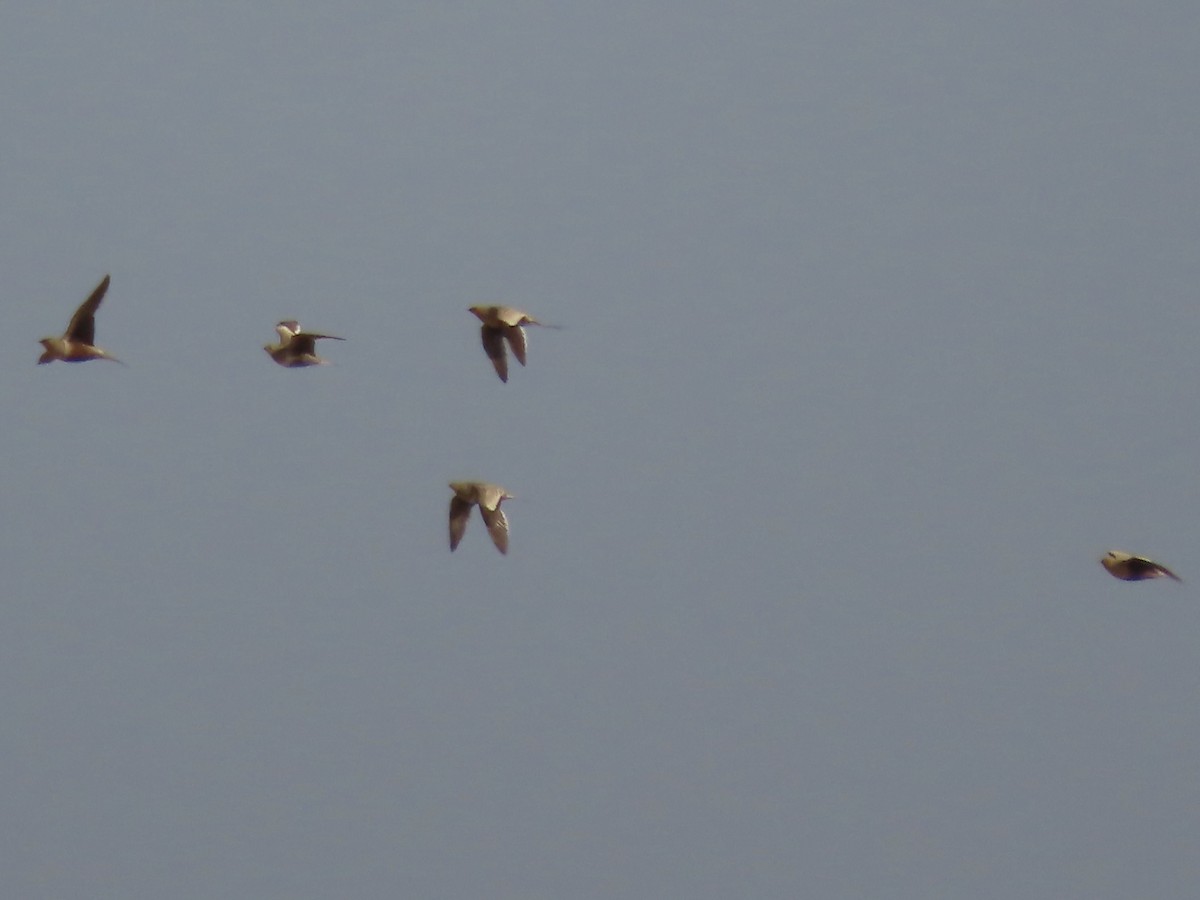 Chestnut-bellied Sandgrouse - ML393164221