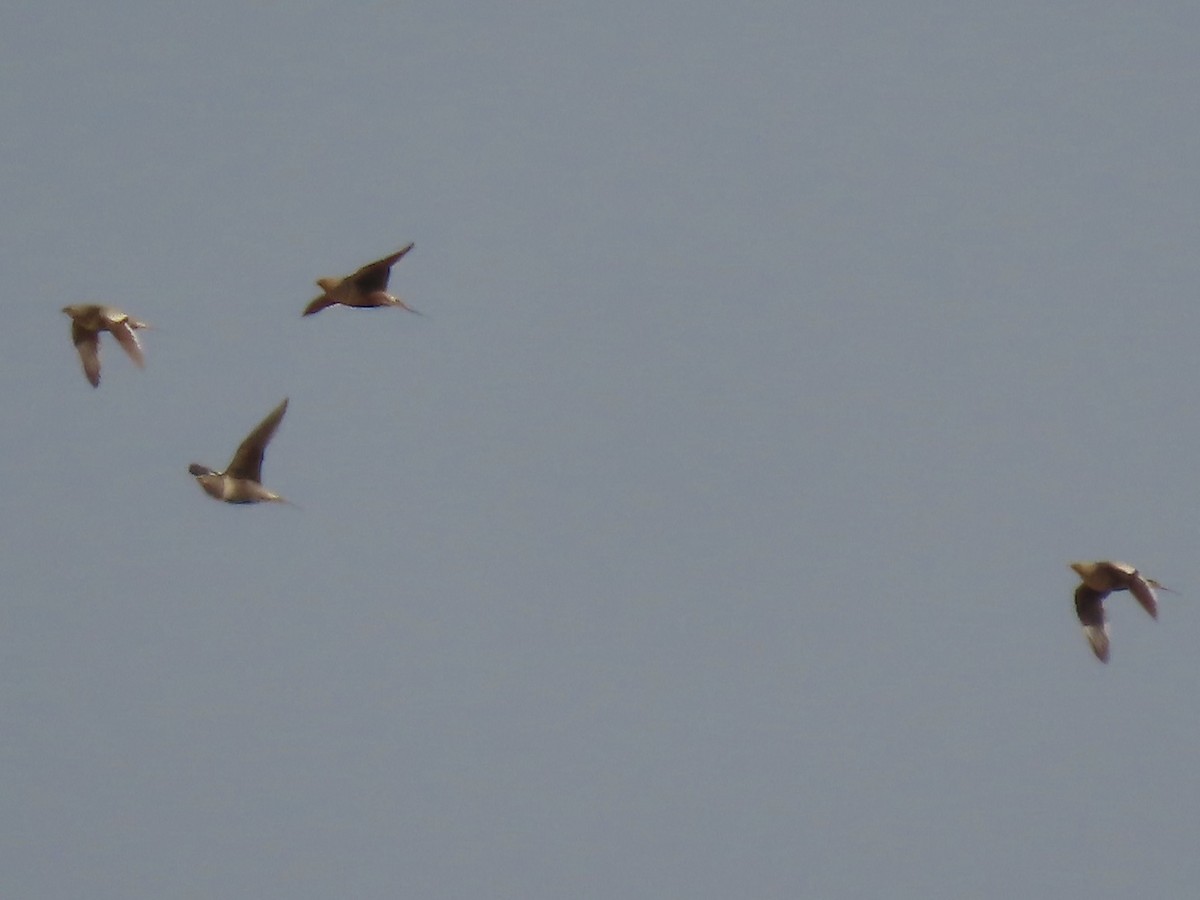 Chestnut-bellied Sandgrouse - ML393164231