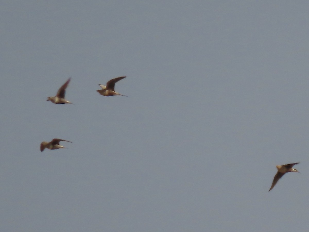 Chestnut-bellied Sandgrouse - ML393164241