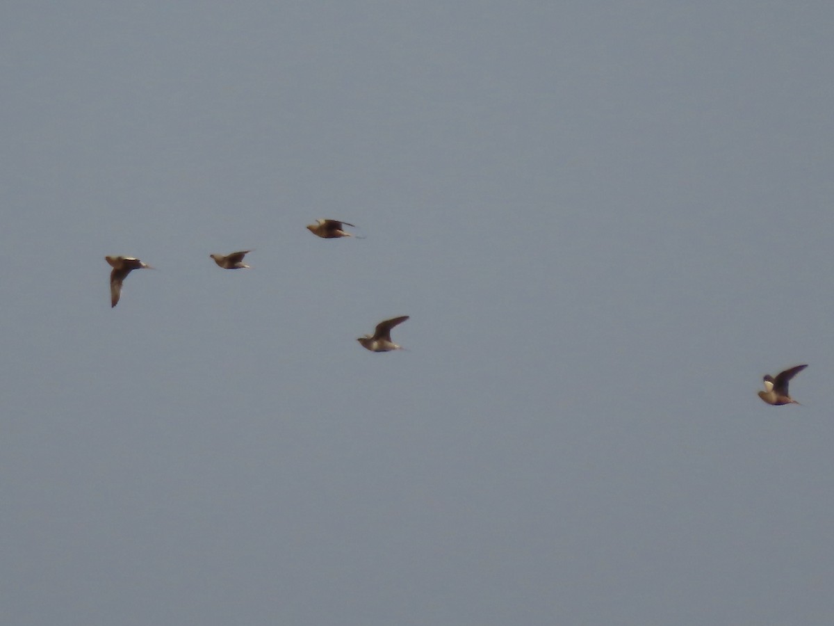 Chestnut-bellied Sandgrouse - ML393164251