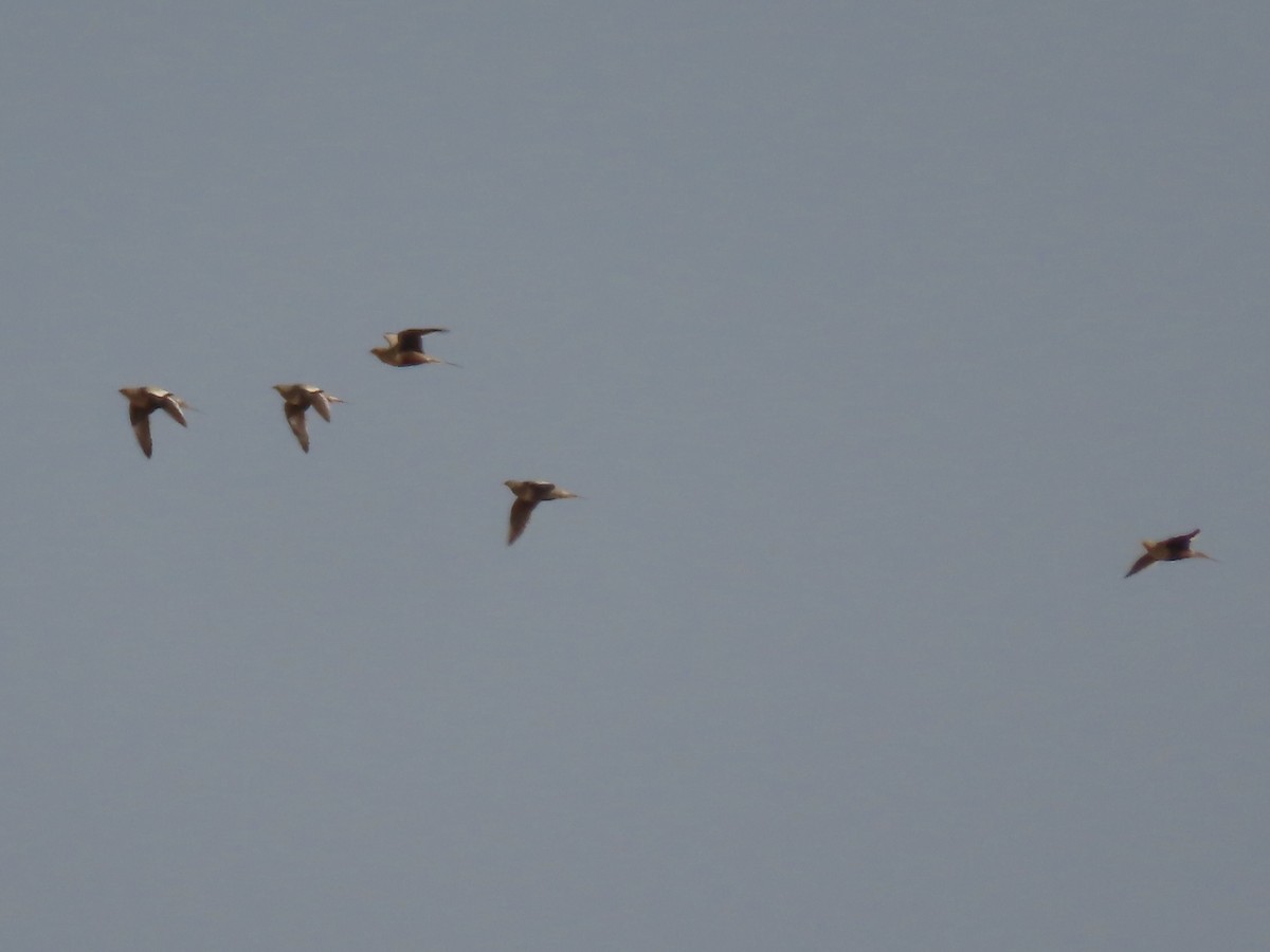 Chestnut-bellied Sandgrouse - ML393164261