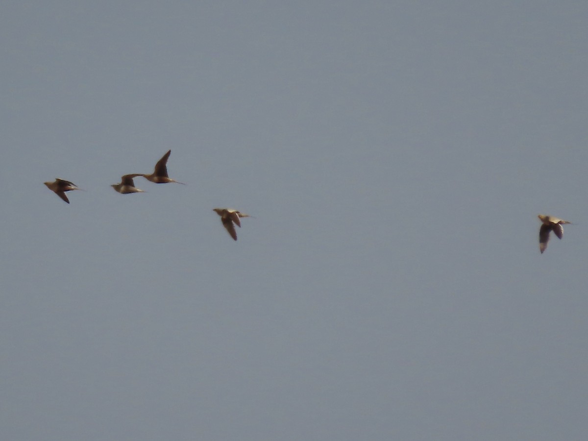 Chestnut-bellied Sandgrouse - ML393164271