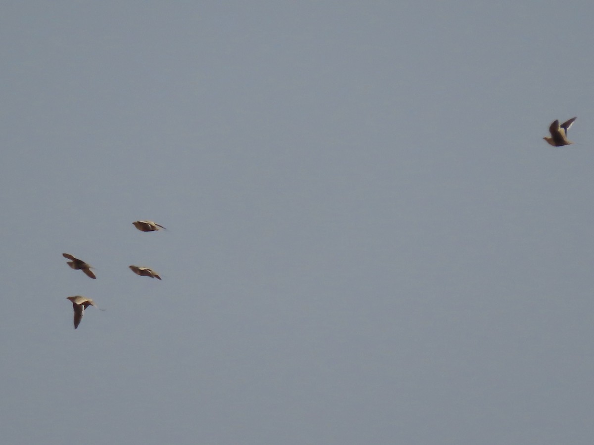 Chestnut-bellied Sandgrouse - Gregory Askew