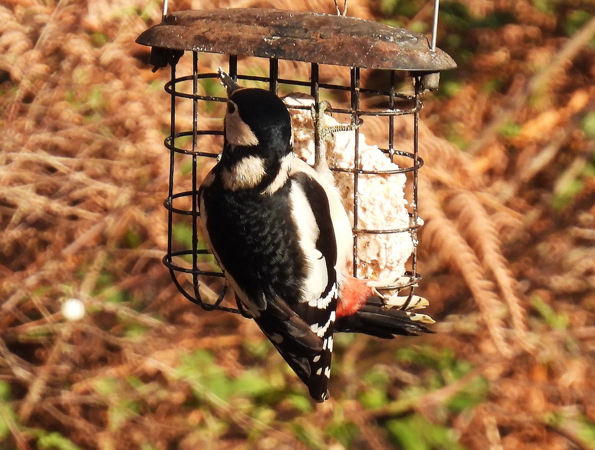 Great Spotted Woodpecker - ML393164461