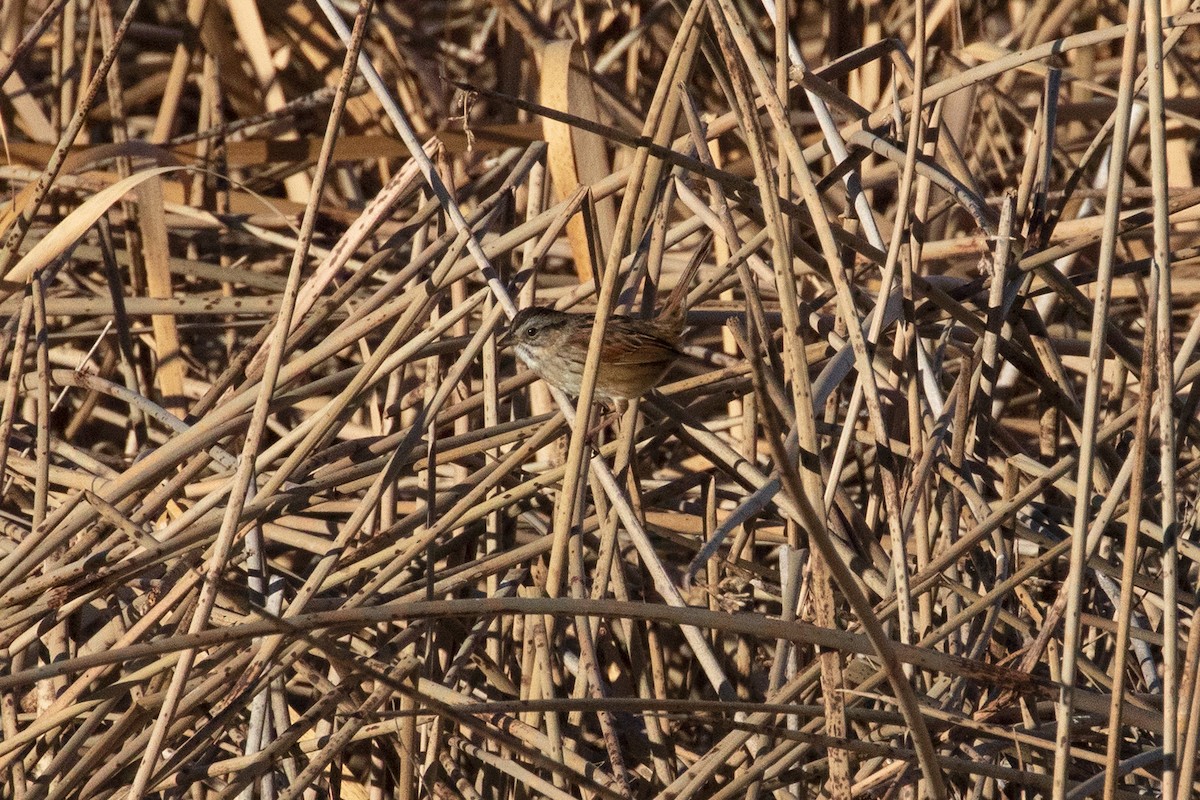 Swamp Sparrow - ML393164531