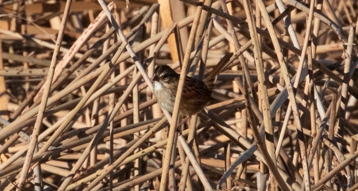 Swamp Sparrow - ML393164661