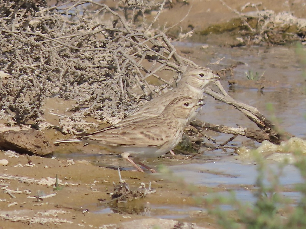 Turkestan Short-toed Lark - ML393166491