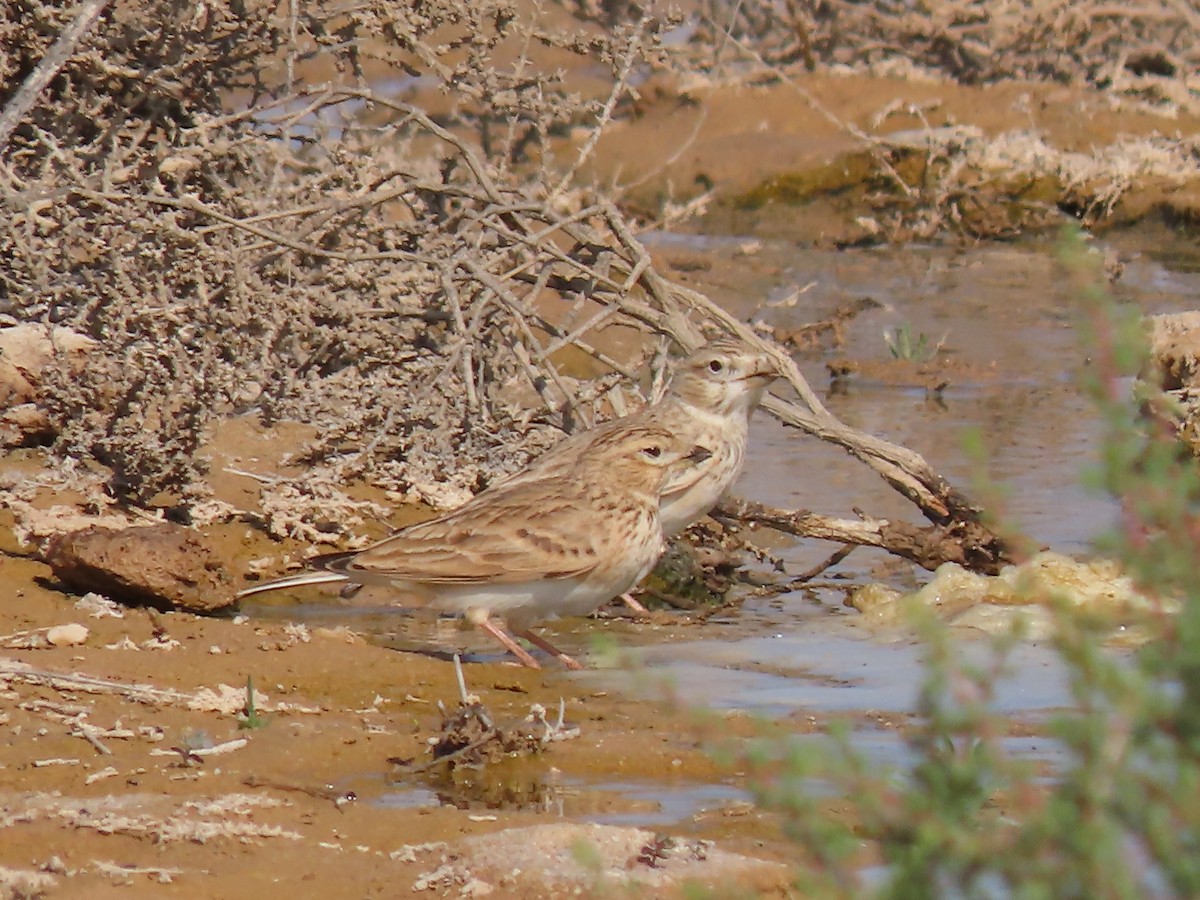 Turkestan Short-toed Lark - ML393166511