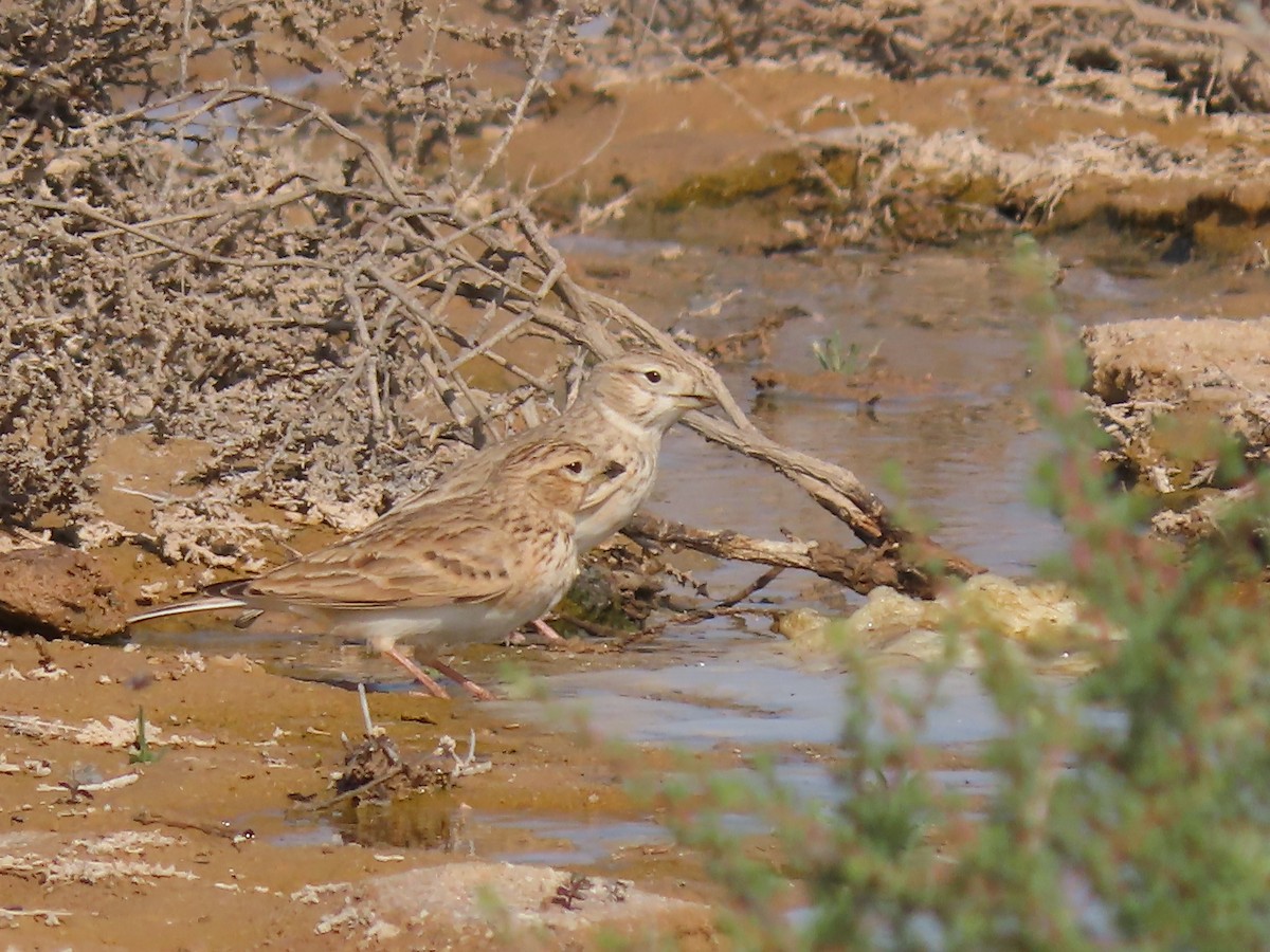 Turkestan Short-toed Lark - ML393166631