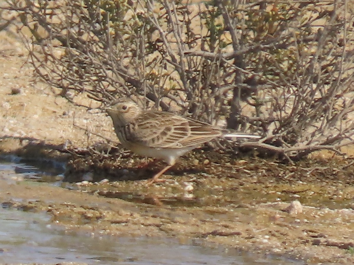 Eurasian Skylark - ML393166831