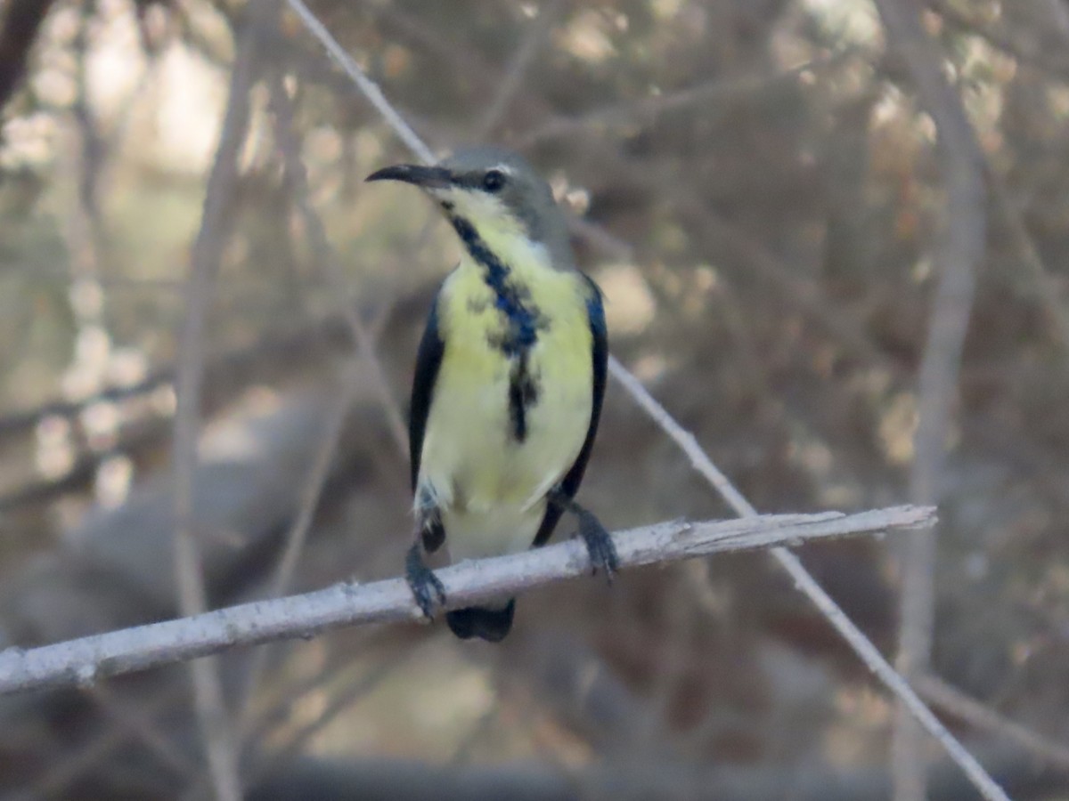 Purpurnektarvogel - ML393167181