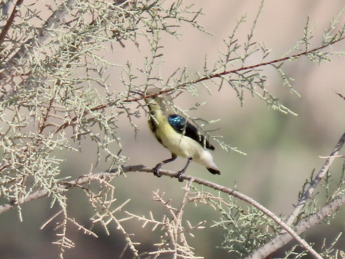 Purpurnektarvogel - ML393167231