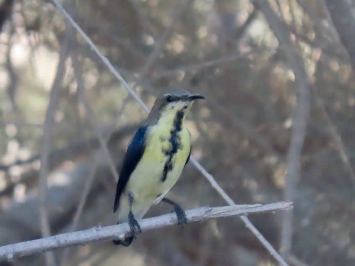 Purpurnektarvogel - ML393167271
