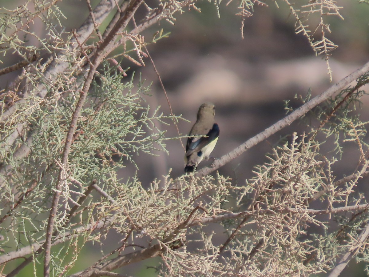 Purpurnektarvogel - ML393167401
