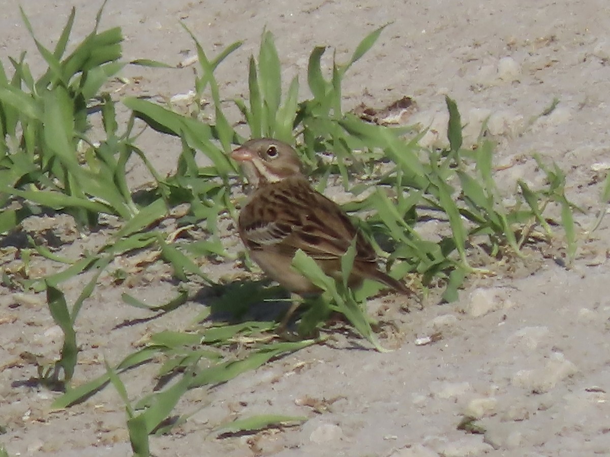 Ortolan Bunting - ML393167441