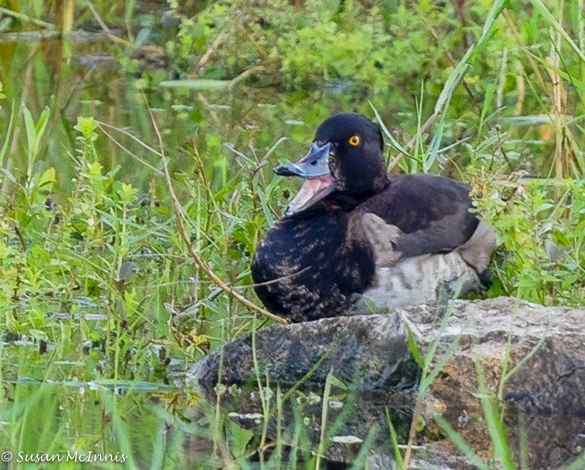 環頸潛鴨 - ML393167961