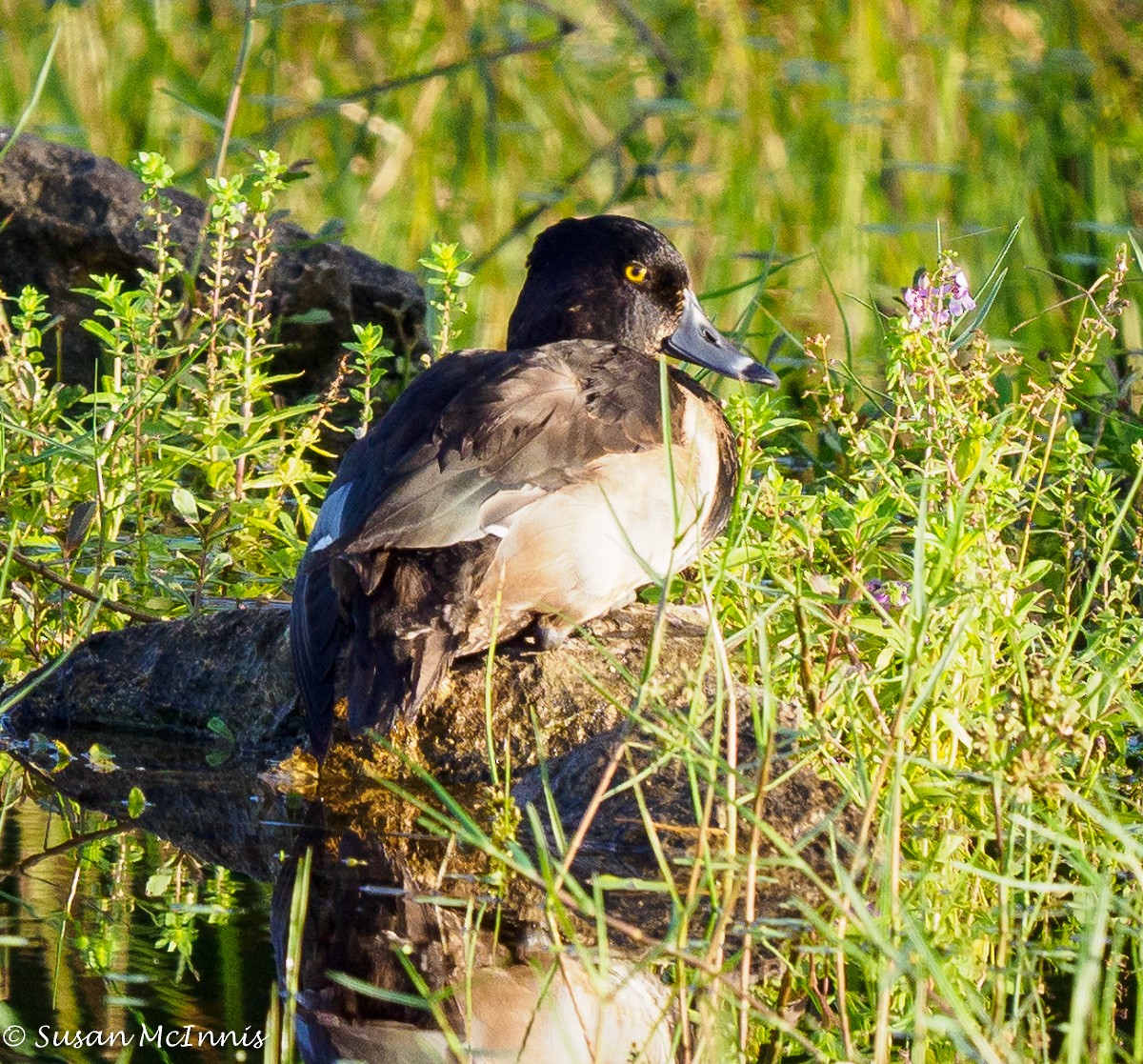 Ring-necked Duck - ML393170731