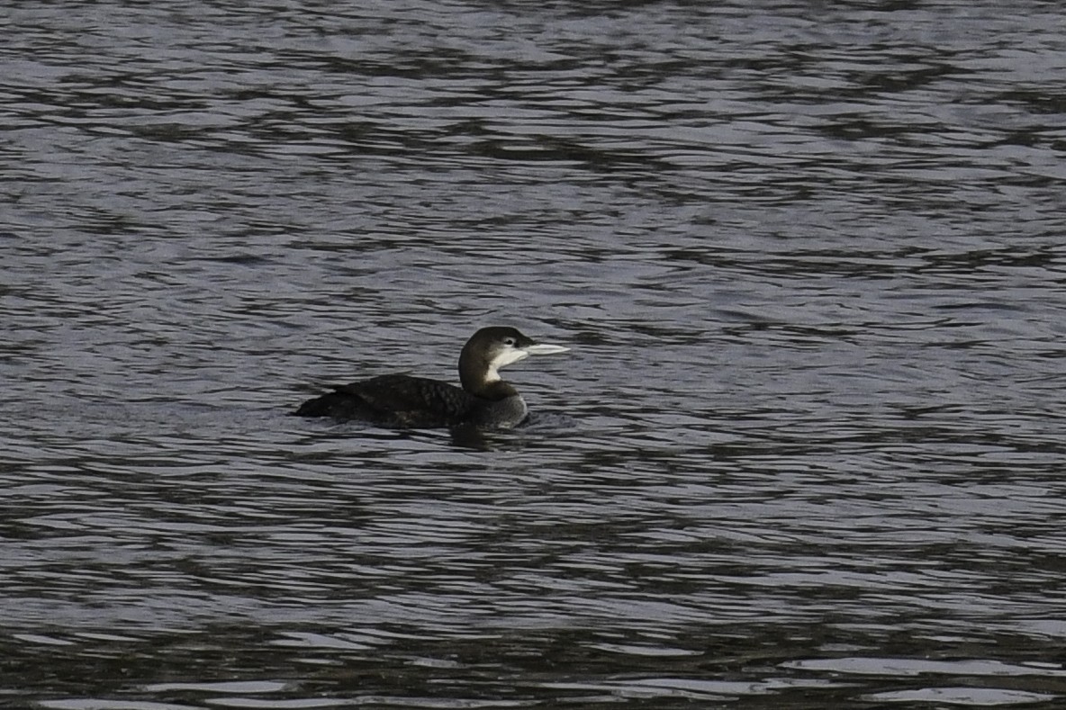 Common Loon - ML393171801