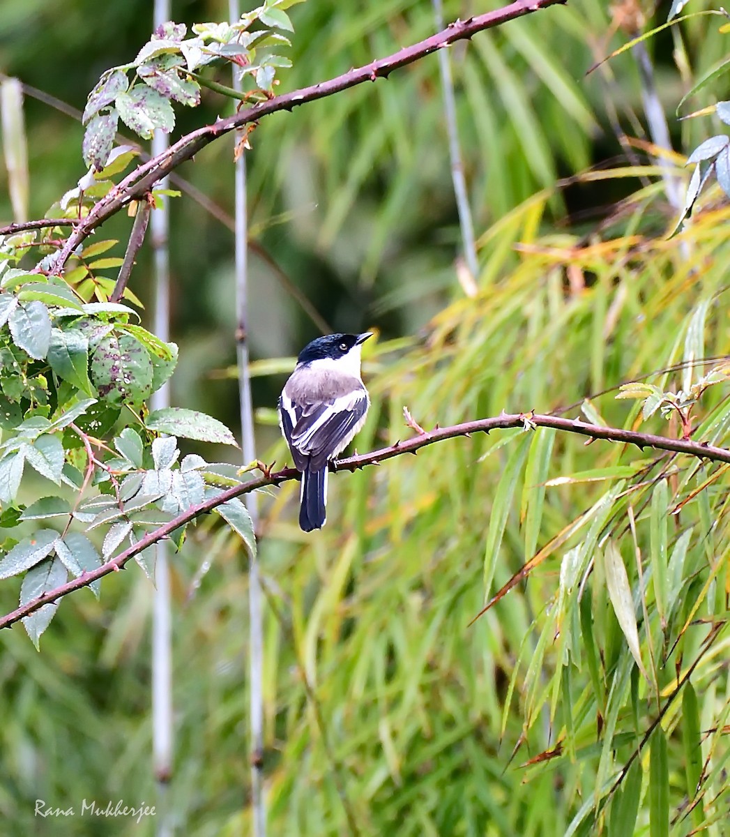 Bar-winged Flycatcher-shrike - ML393173101