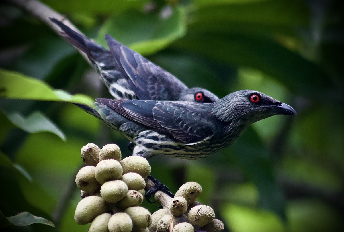 Asian Glossy Starling - ML393173121