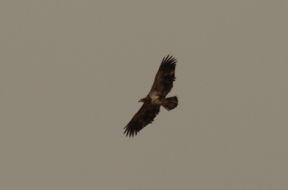 Bald Eagle - ML393173871