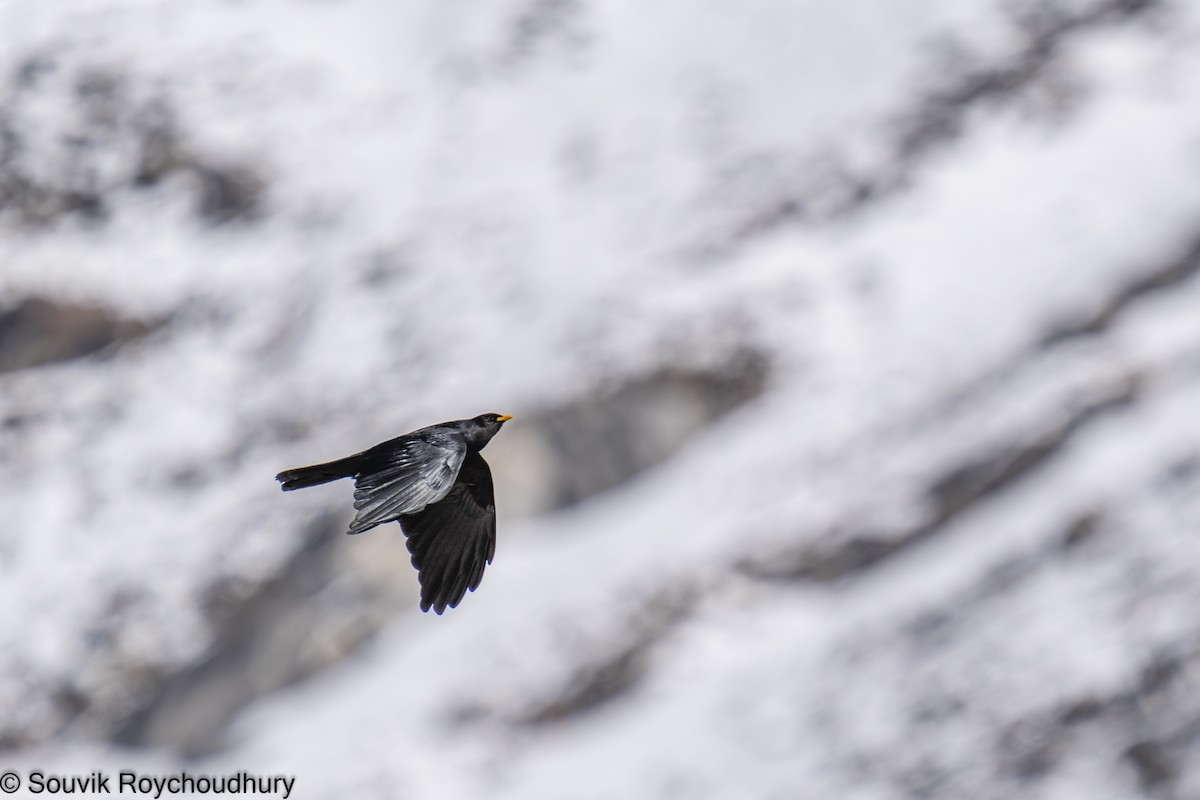 Yellow-billed Chough - Souvik Roychoudhury