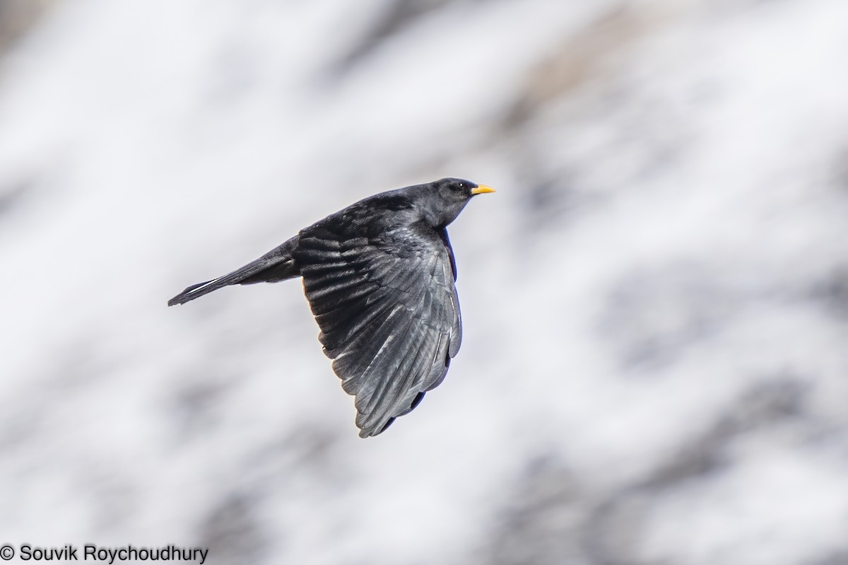 Yellow-billed Chough - Souvik Roychoudhury