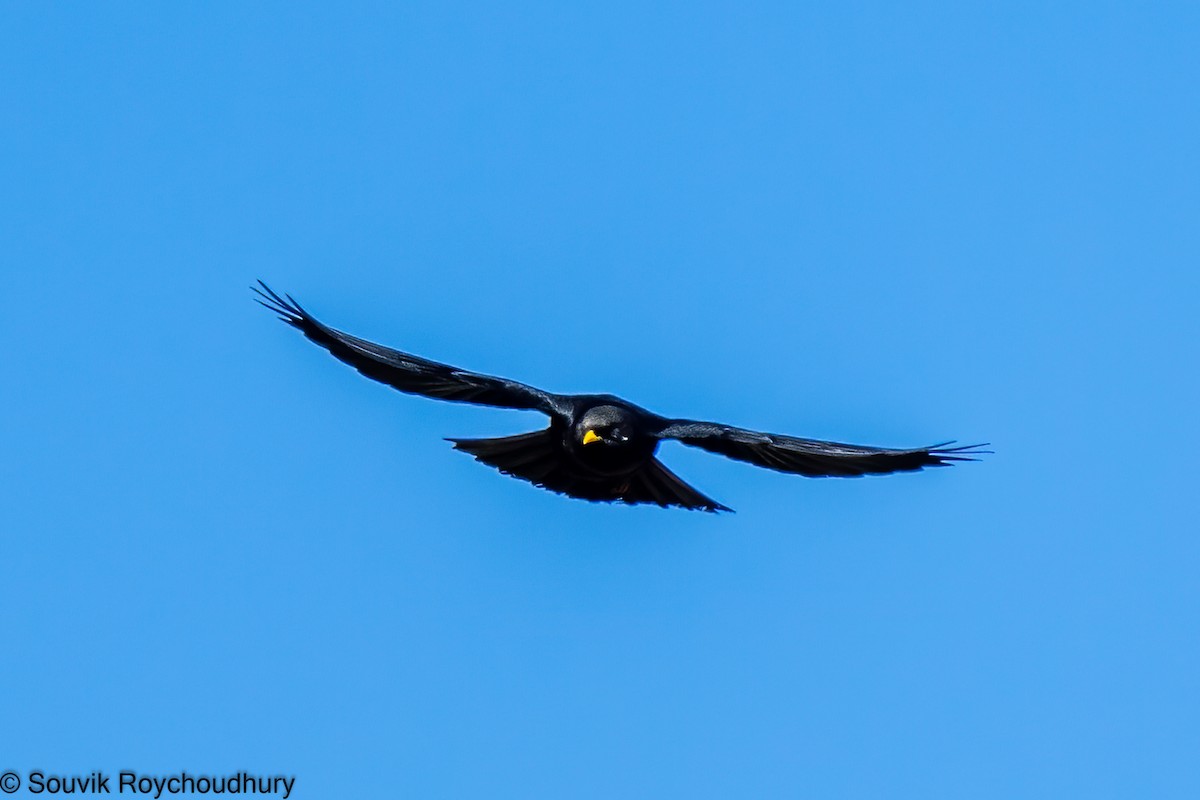 Yellow-billed Chough - Souvik Roychoudhury