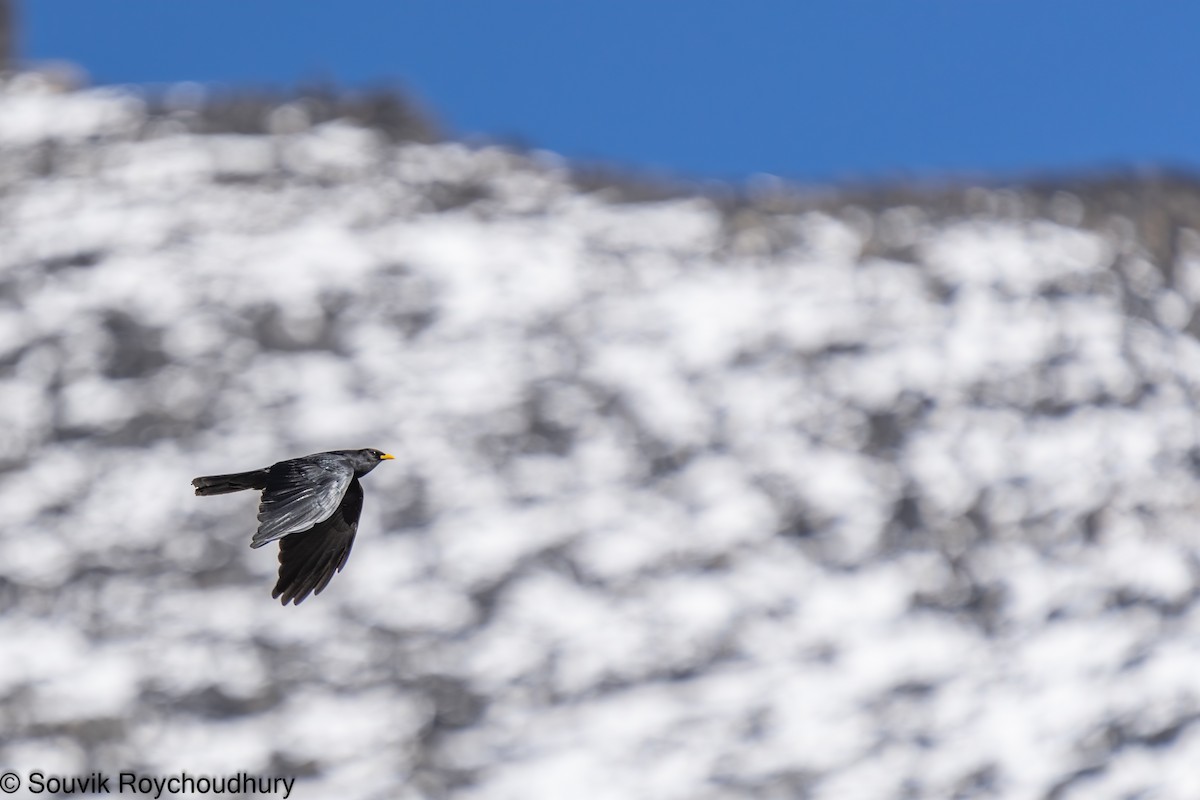 Yellow-billed Chough - Souvik Roychoudhury