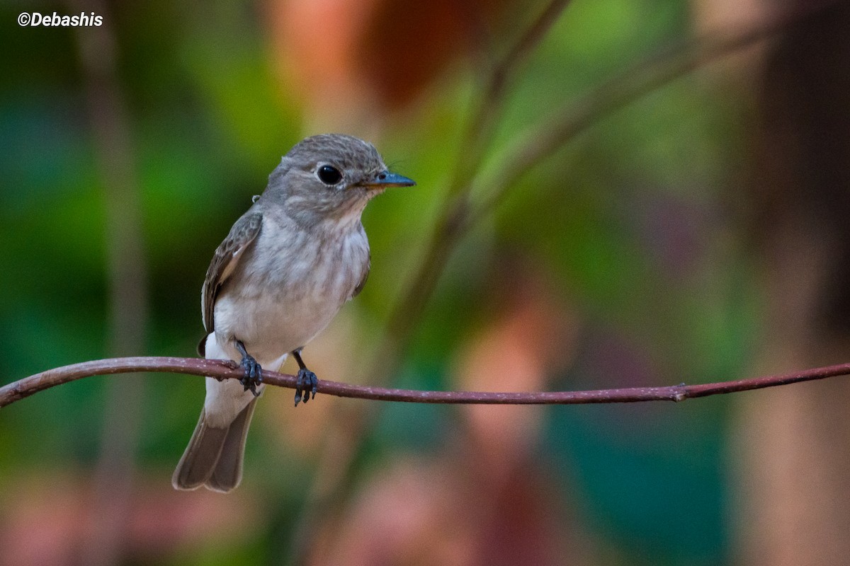 Asian Brown Flycatcher - ML393175591