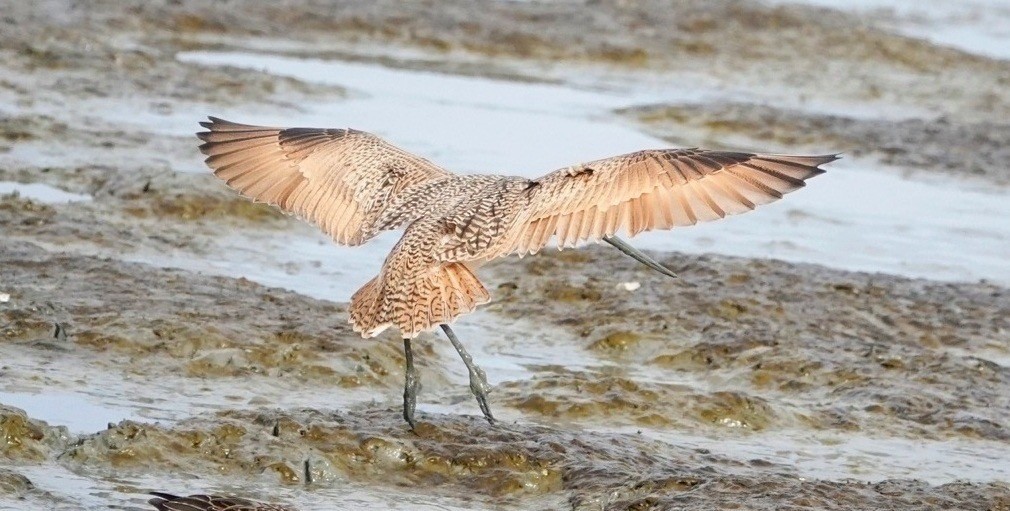 Marbled Godwit - ML393176511