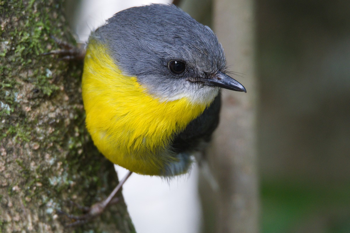 Eastern Yellow Robin - ML393179861