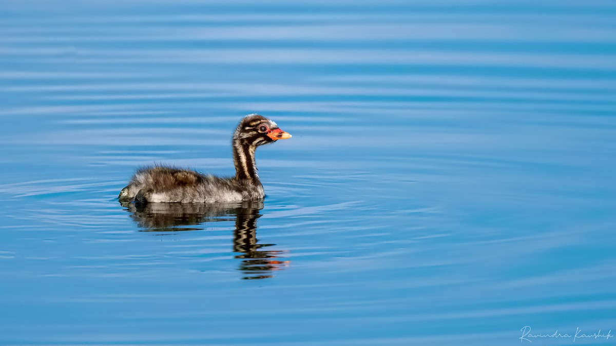 Little Grebe - Ravindra Kaushik