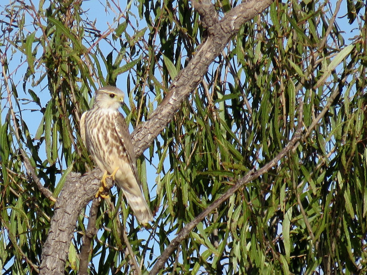 Merlin - Dawn Zappone