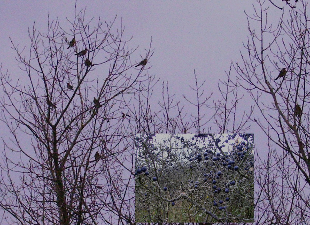 Fieldfare - ML39318431