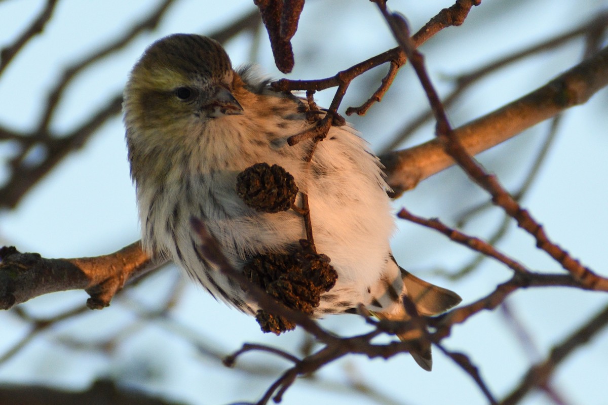 Eurasian Siskin - ML393184631