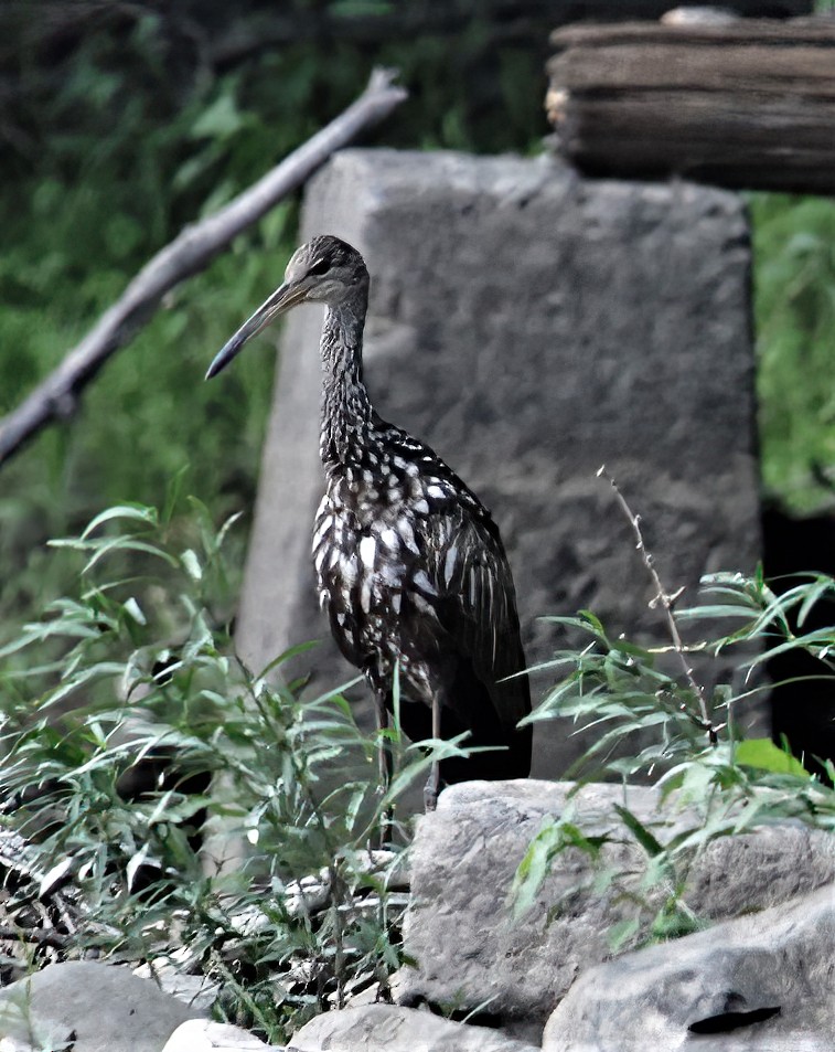 Limpkin (Speckled) - ML393185651