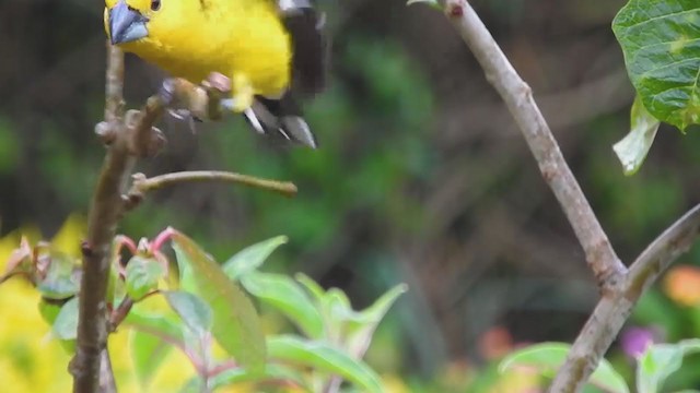 Cardinal à tête jaune - ML393188021