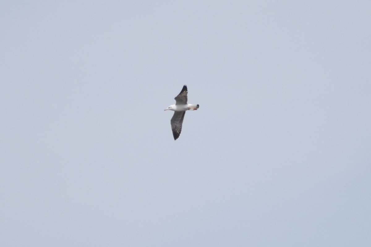 Brown-headed Gull - ML393188851