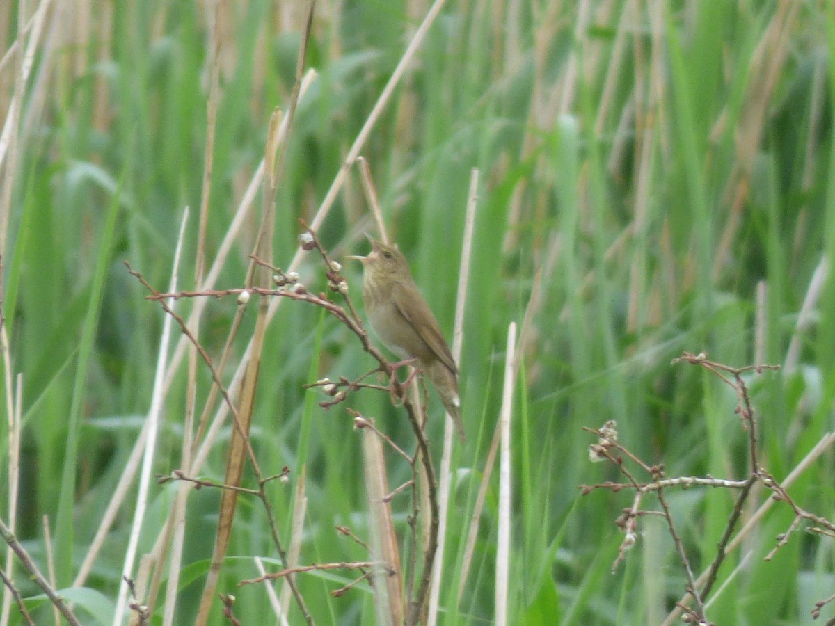 River Warbler - ML393192021